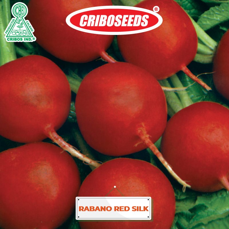 Semillas de RABANO-RED-SILK Criboseeds
