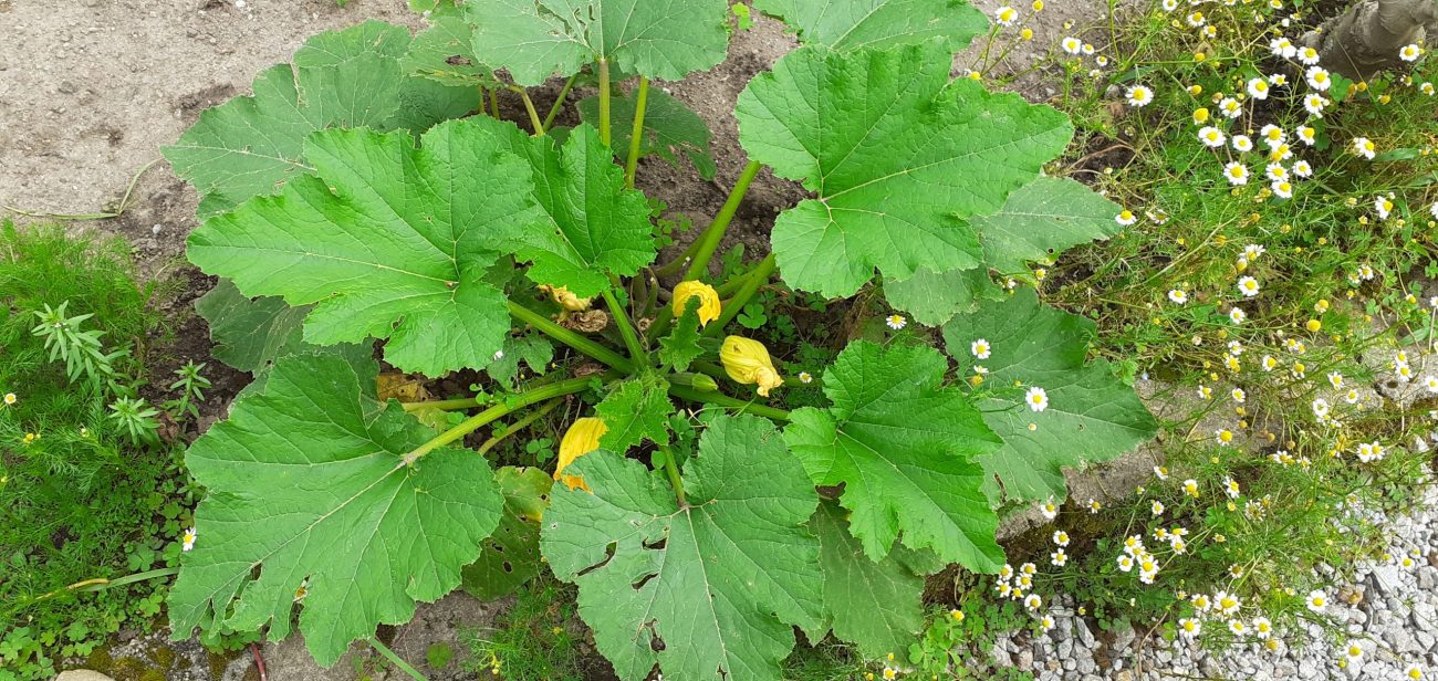 Zucchini semillas criboseeds