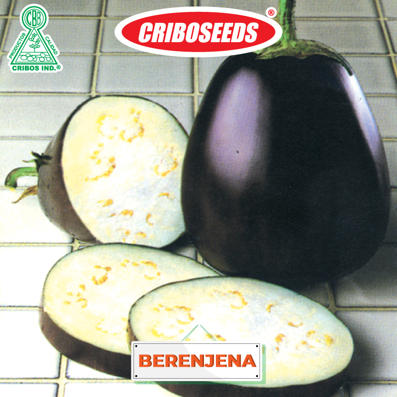 Berenjena Black Beauty – Cribos Industrias