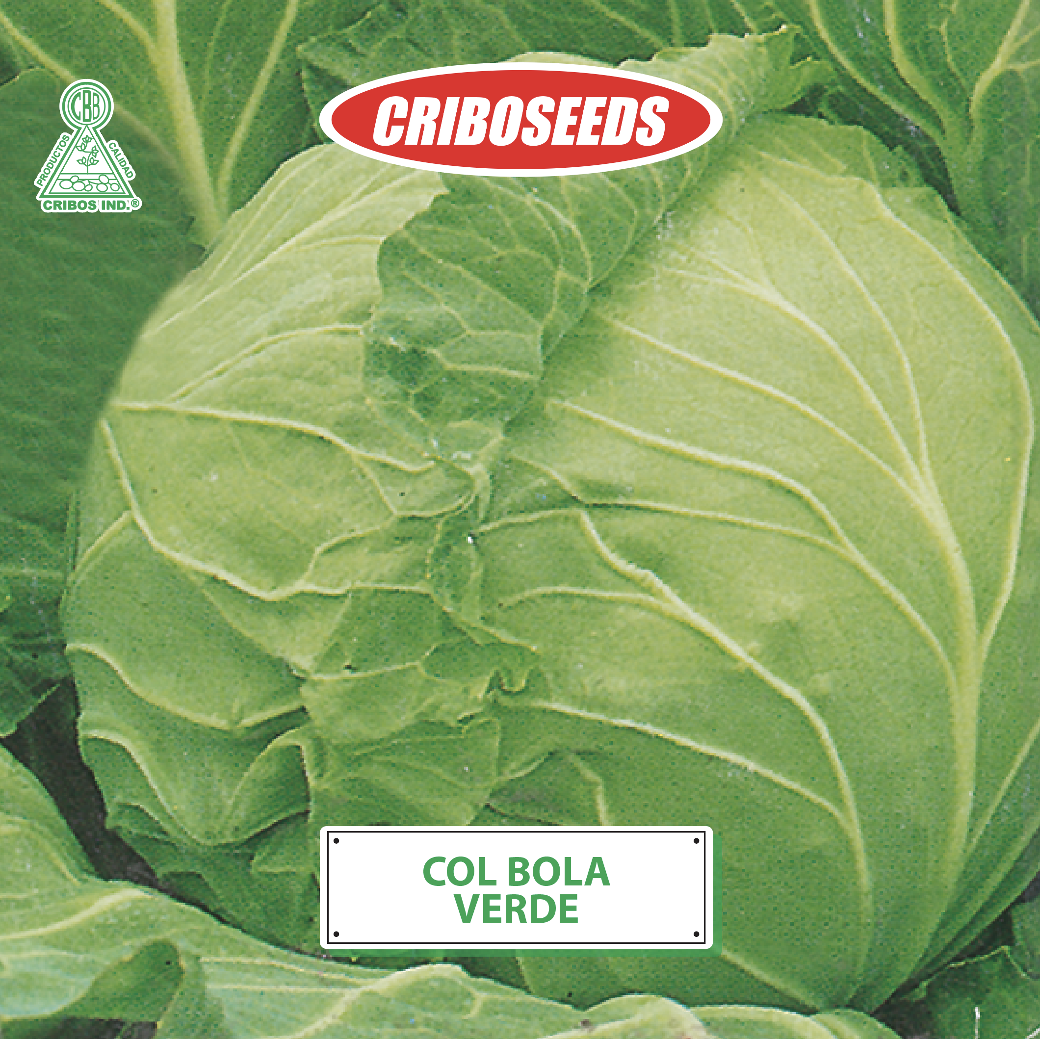 Semilla de Col Criboseeds