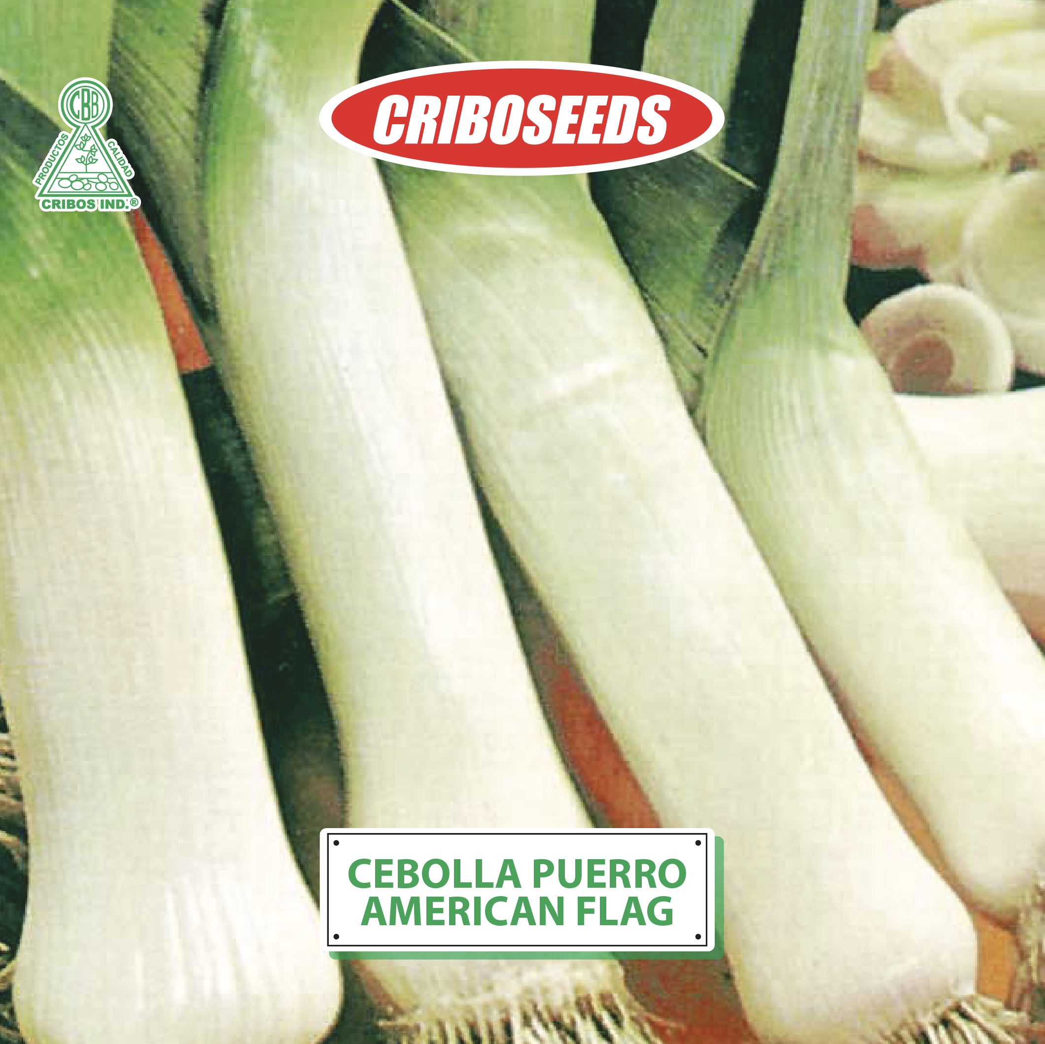 Semillas de Cebolla Puerro Criboseeds
