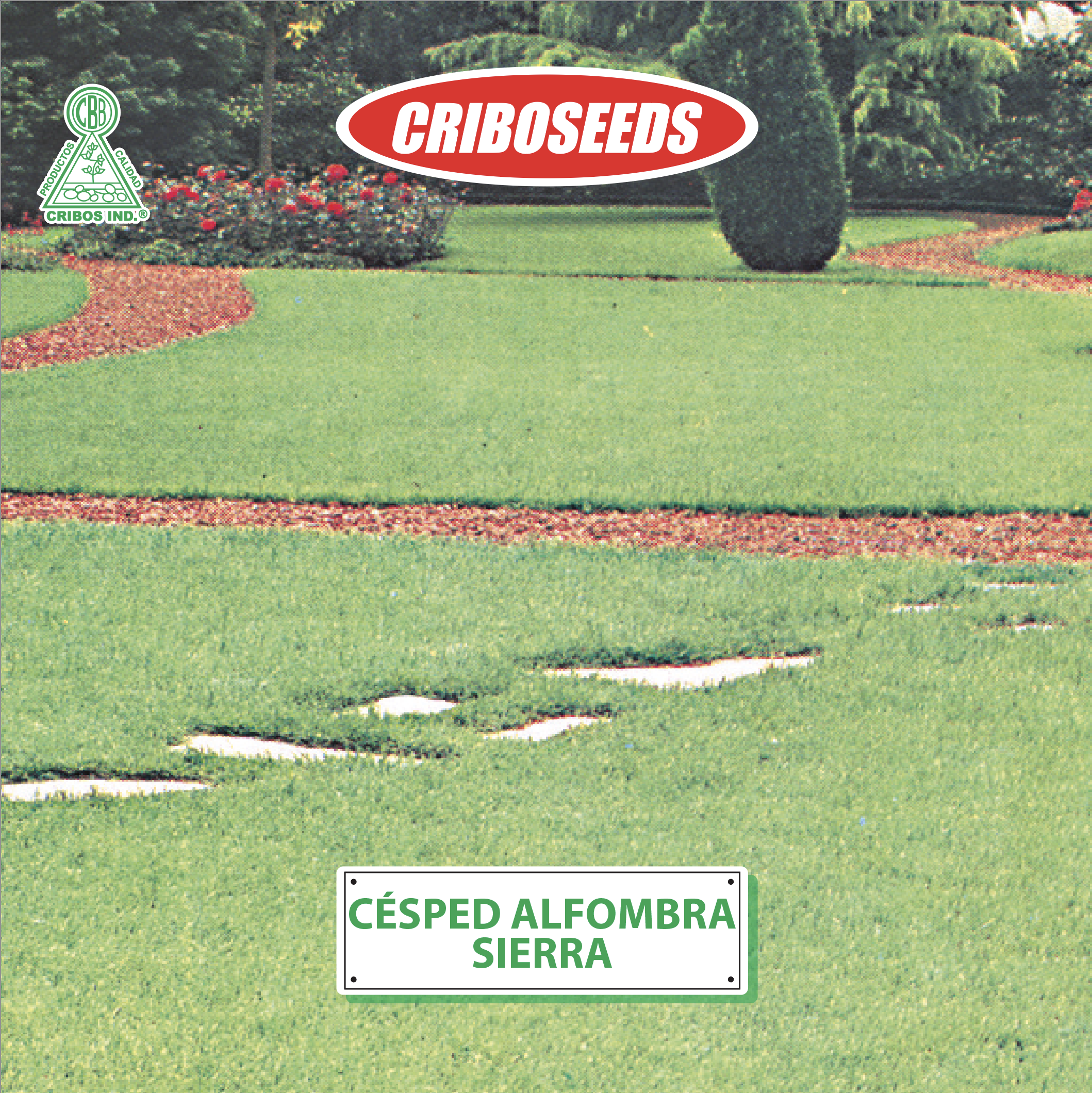 Semillas de cesped alfombra sierra criboseeds