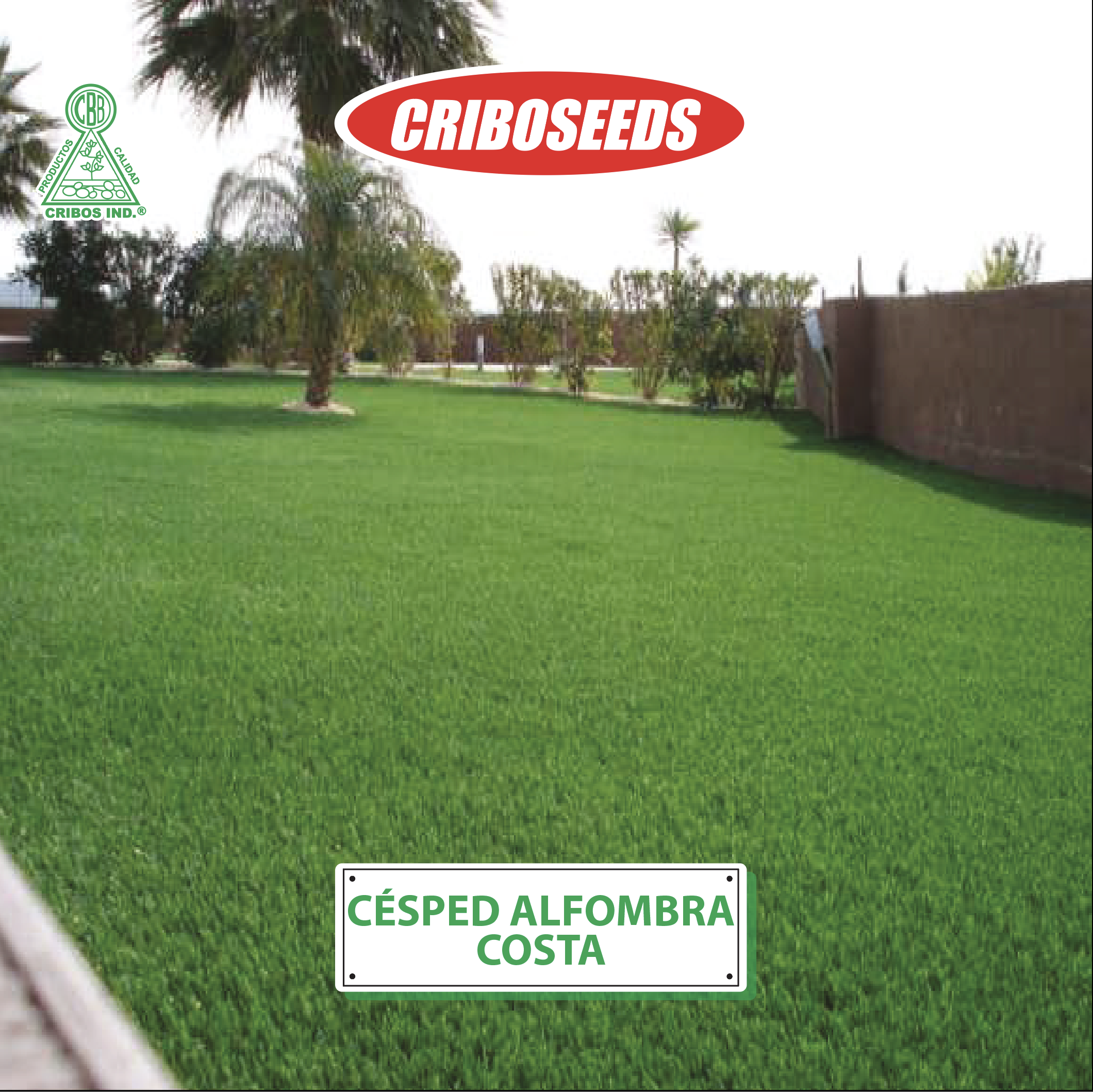semillas de Cesped alfombra costa criboseeds