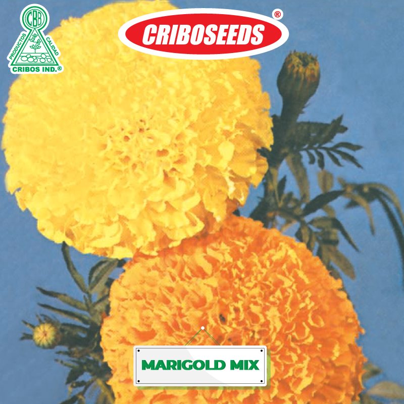 MARIGOLD-MIX Semillas Criboseeds